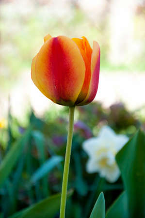 spring, blooming tulip of red-yellow color on the background of the gardenの写真素材