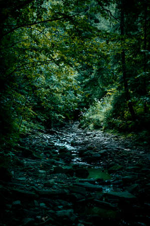 a mountain stream flows in dark dense forests on the slopes of the mountainsの写真素材