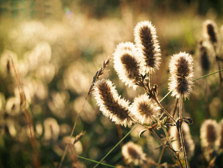 field fluffy weed in the counter light on the fieldの写真素材