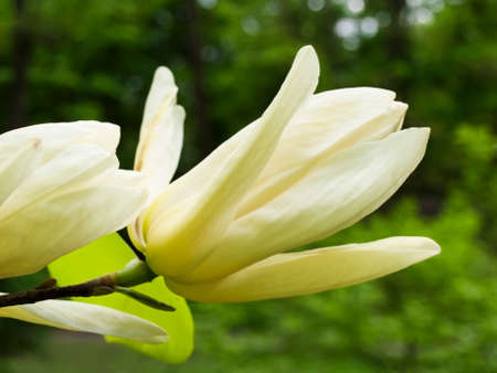 yellow magnolia in the botanical garden in springの写真素材