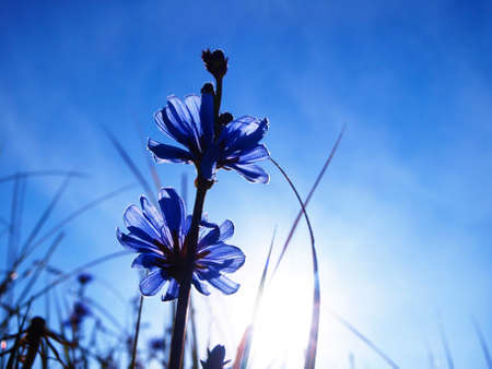 blue chicory in the opposite light against the white sun and skyの写真素材