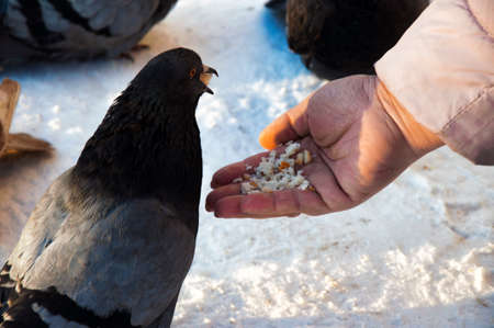 man feeds pigeon bread in winter in the snowの写真素材