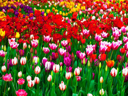 background filled with colorful spring tulips with greeneryの写真素材