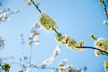flowering branches of a cherry tree against a background of clear blue sky, springの写真素材
