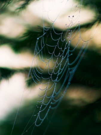 cobwebs in the morning dew against the background of fir branchesの写真素材