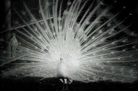 a white peacock let out a beautiful tail. black and white photoの写真素材