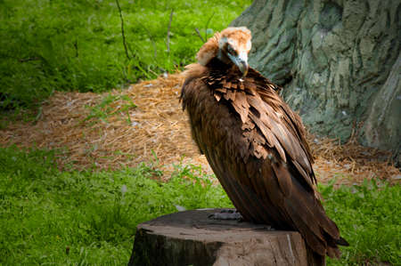 a large vulture bird sits on a stump near a tree. wildlifeの写真素材