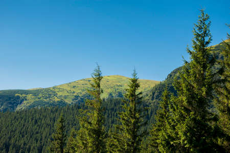 spruce tops against the backdrop of summer green hills and blue skiesの写真素材
