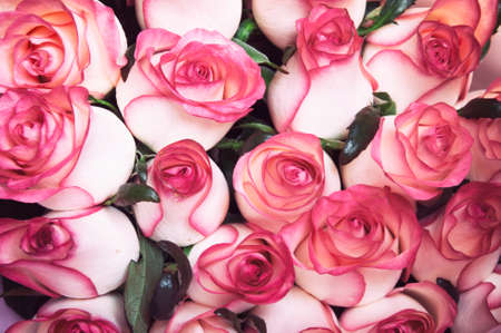 lots of fresh pink rose buds, greeting cardの写真素材