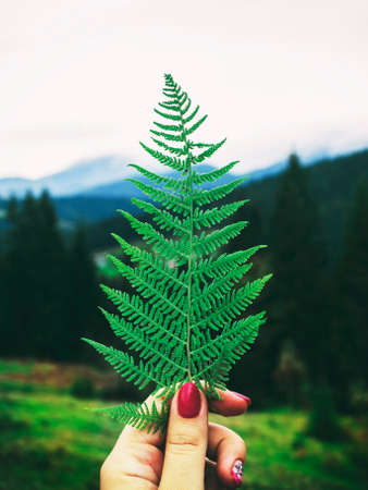 mans hand holds a fern leaf against the backdrop of the mountains