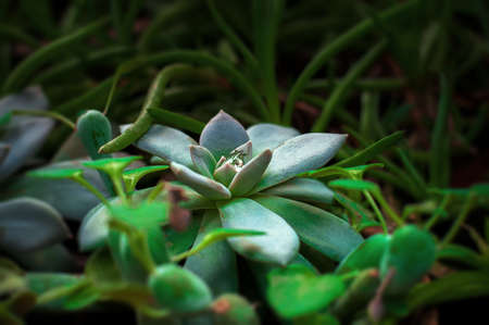 echeveria, houseplant in the botanical garden, stone rose