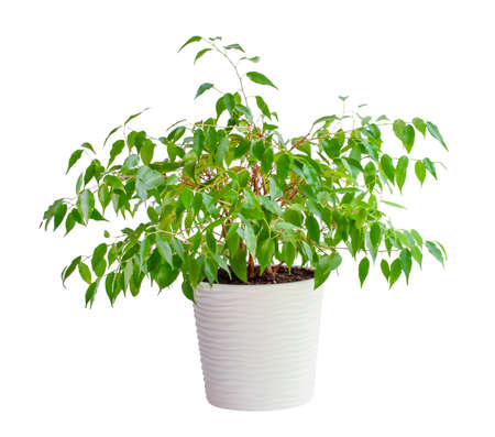 houseplant ficus benjamina in a beautiful pot, isolated on a white backgroundの写真素材
