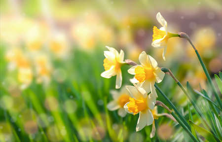 spring flowers daffodils grow in a flowerbed in the garden in beautiful sunlightの写真素材