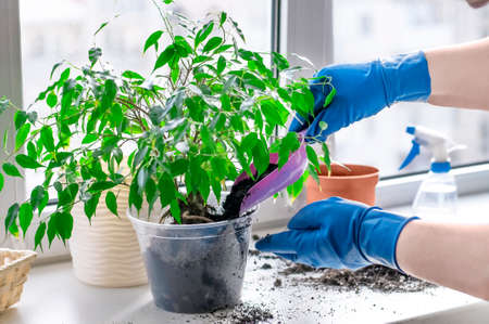 care for indoor plants, womens hands transplant flowerpot
