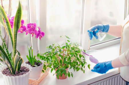 indoor plant care, spraying, watering, transplantingの写真素材