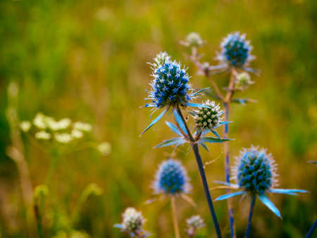prickly eryngium in the field against the background of green grassの写真素材
