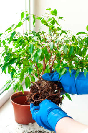 spring transplanting of houseplants into a new potの写真素材