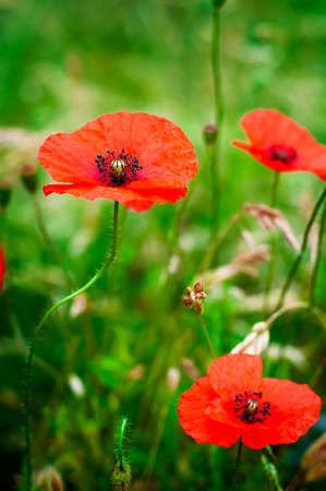 field of red poppies to watch close-upの写真素材