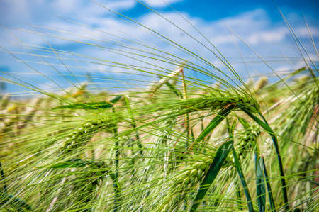 green ears of immature barley against a blue sky, selective focusの写真素材