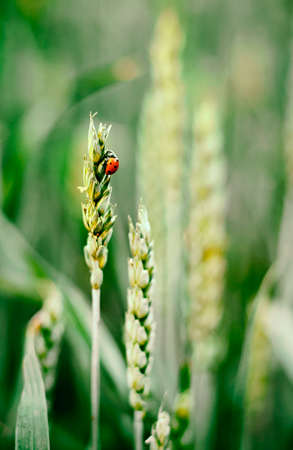 a ladybug sits on a green spikelet of wheat, blurred background, selective focusの写真素材