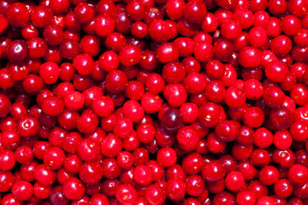 background of ripe cherry berries, home garden harvestの写真素材