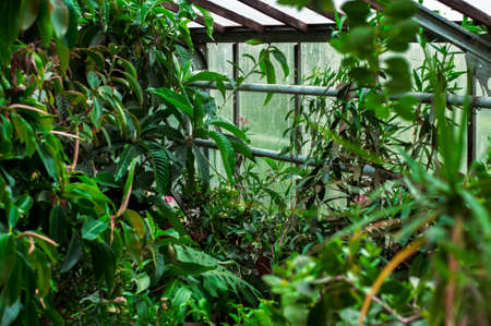 indoor plants grown in the botanical garden. greenhouse under glassの写真素材