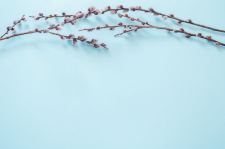 sprigs of flowering willow lie on a blue background, Easter, springの写真素材
