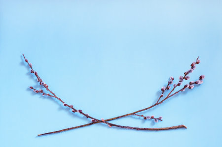 spring, flowering willow twigs lie in the form of a frame on a blue backgroundの写真素材