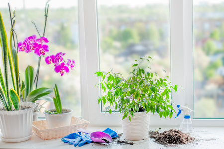 spring care for houseplants, completion of transplanting to a new potの写真素材