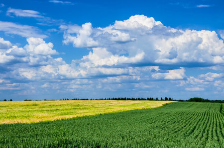 a field with two cereals in different colors and a blue skyの写真素材