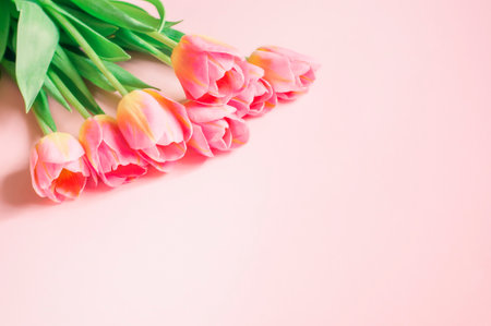 early spring, delicate pink tulips on a pink background, mother's dayの写真素材