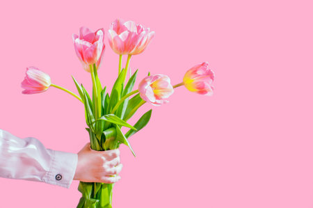 boys hand holds a bouquet of tulips on pink background, congratulations, mothers dayの写真素材