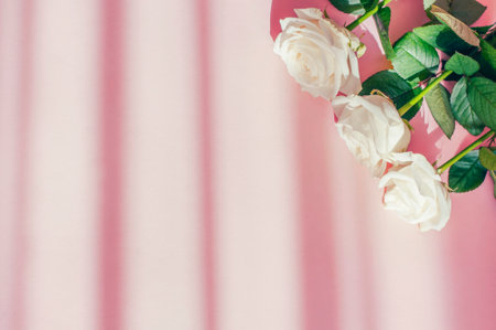 flowers on a pink background with window shadows and space for textの写真素材