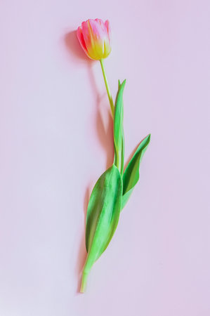 one tulip flower lies on a pink backgroundの写真素材