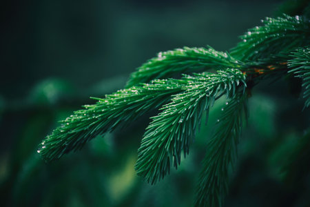 A sprig of young spruce in dew drops close-up, coniferous pure aroma.の写真素材