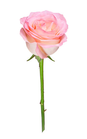 pink rose on an insulated white background, fresh, delicateの写真素材