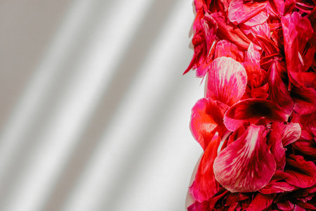 Pink peony petals on a white background with diagonal sunlightの写真素材