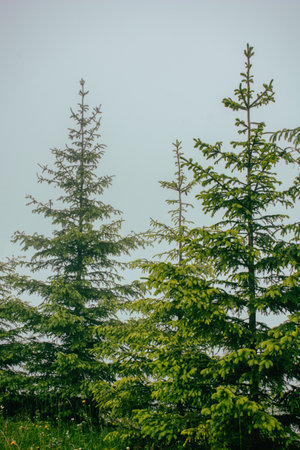 The tops of fir trees against the background of thick white fogの写真素材