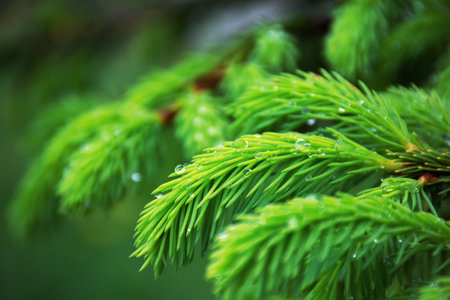Young pine branch close-up with dew drops, spring morning, blurred focusの写真素材