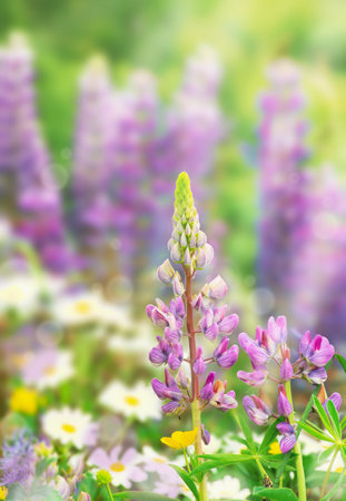 Daisies and lupines in the sun, summer background with blurred backgroundの写真素材