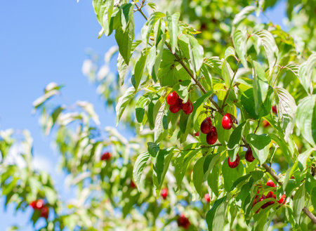 Red dogwood berries hanging on a tree against a blue sky