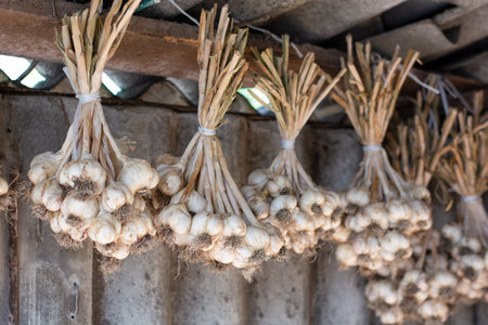 Garlic tied in bunches weighs under barn roofの写真素材
