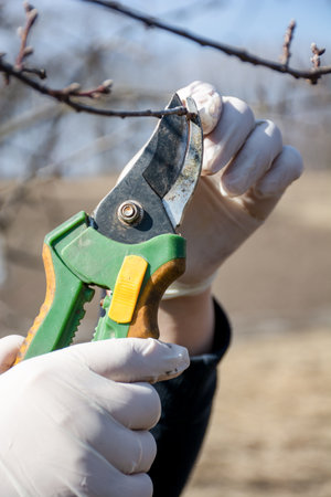 Womens hands do cleaning of young garden trees, spring work in the garden. Vertical photo.