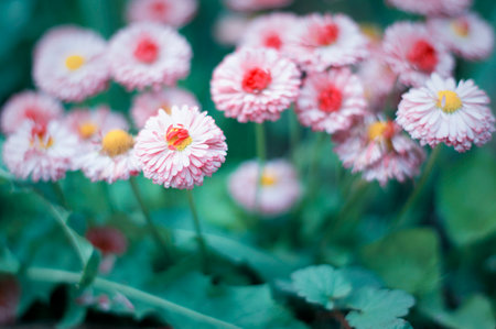 Bellis perennis, small, much on the background of leaves, selective focusの写真素材