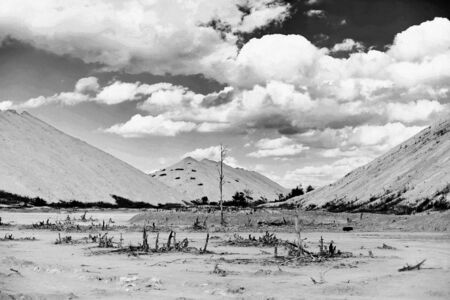 Black and white shot of salty desert landscape with dead plants.の写真素材