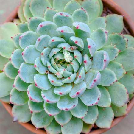 Succulents or cactus in a garden. Echeveria, a stone rose in flower pot. Close up image of succulent.Top view.の写真素材