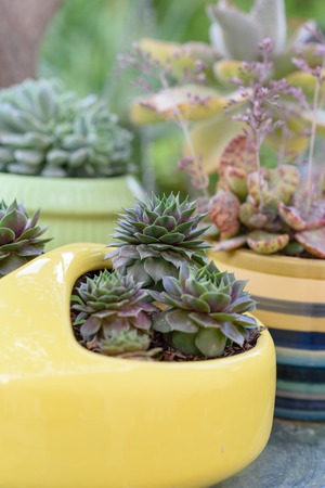 Succulents or cactus in a garden. Sempervivum Hens and Chicks in flower pot. Close up image of succulent.の写真素材