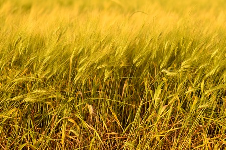 Autumn fall field outdoor background. Sunny day harvest, crop happy concept. Wheat yellow gold meadow at sunset. Copy space empty no body, fall sale background.の写真素材