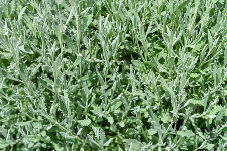 Green leaf summer fresh background. Leaf pattern with sun lights.の写真素材