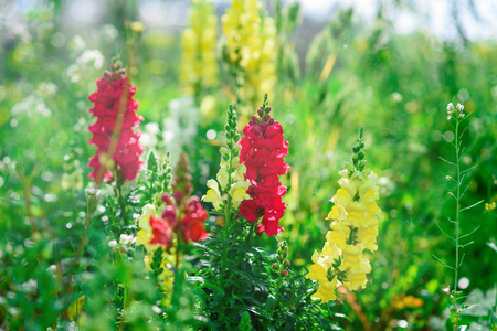 Beautiful flowers blooming in summer garden.Morning sunlight background.の写真素材